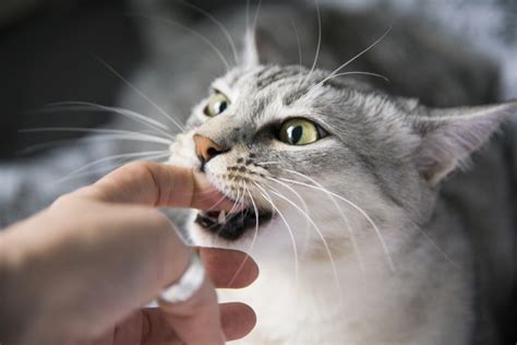 Kenapa kucing tidak suka digendong  Pada dasarnya, kebiasaan menggigit pemiliknya merupakan hal umum yang biasa dilakukan oleh kucing